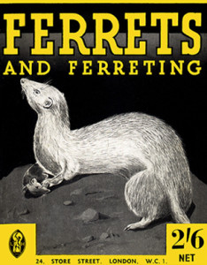 ferretsferretear