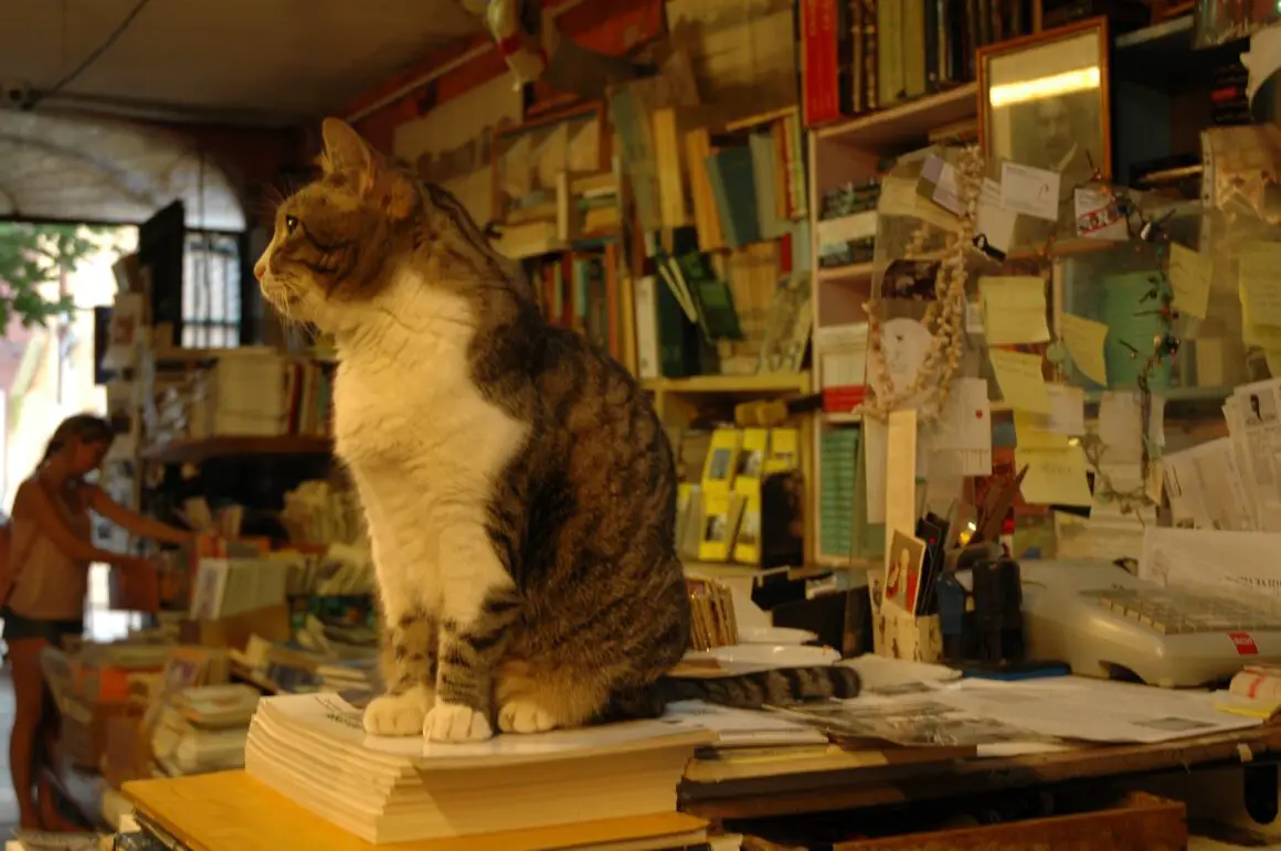 Cats, Bookstores