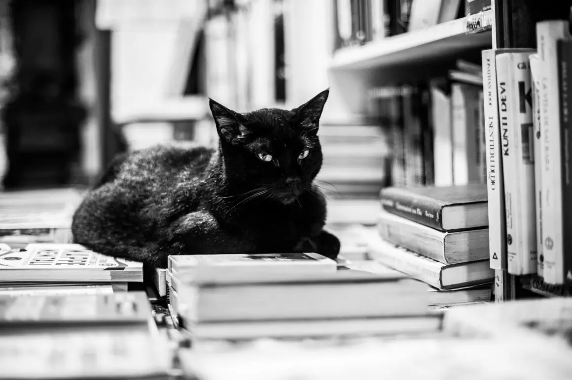 Cats, Bookstores